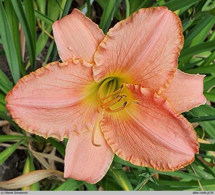 Hemerocallis ×hybrida Judean Princess