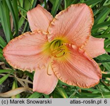 Hemerocallis ×hybrida Judean Princess
