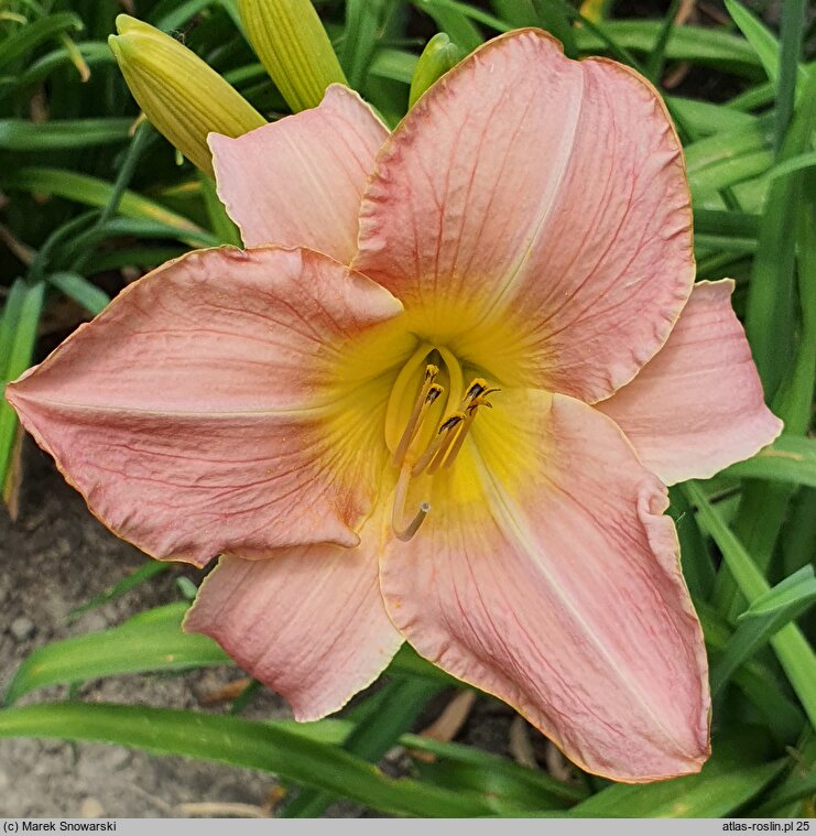 Hemerocallis ×hybrida Seductress