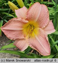 Hemerocallis ×hybrida Seductress