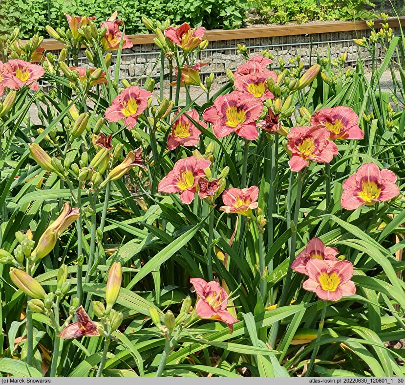 Hemerocallis ×hybrida (liliowiec ogrodowy)