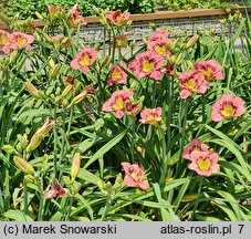 Hemerocallis ×hybrida Siloam Prissy