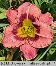 Hemerocallis ×hybrida (liliowiec ogrodowy)