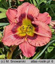 Hemerocallis ×hybrida Siloam Prissy