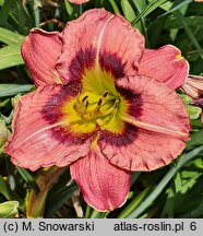 Hemerocallis Siloam Prissy