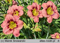 Hemerocallis ×hybrida (liliowiec ogrodowy)