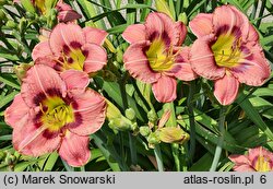 Hemerocallis ×hybrida Siloam Prissy
