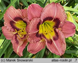 Hemerocallis ×hybrida (liliowiec ogrodowy)