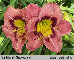 Hemerocallis ×hybrida Siloam Prissy