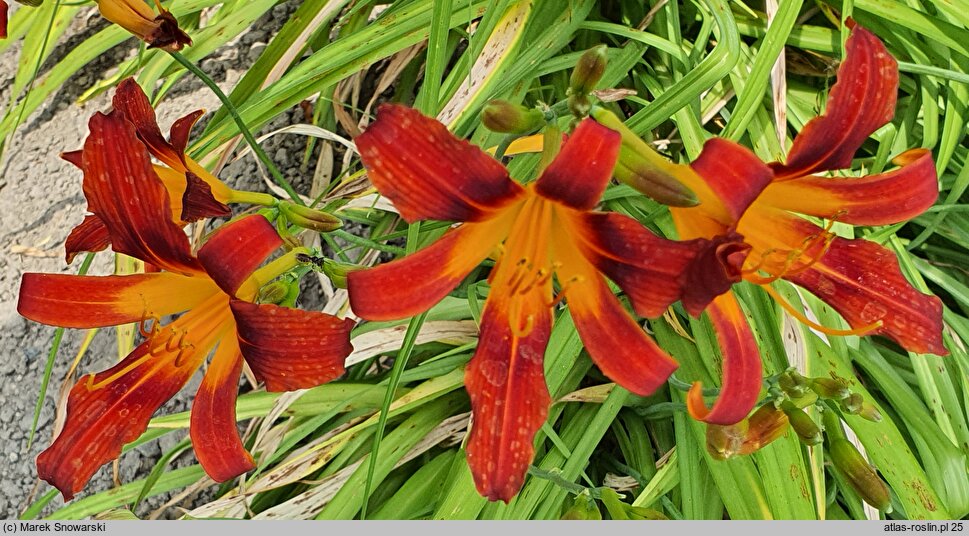 Hemerocallis ×hybrida (liliowiec ogrodowy)