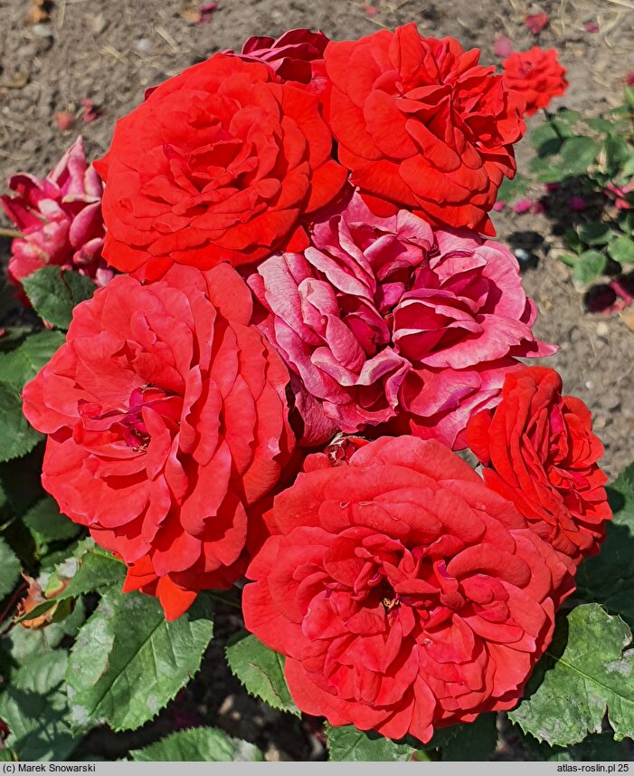 Rosa hort. Allotria