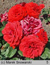 Rosa hort. Allotria