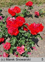 Rosa hort. Allotria