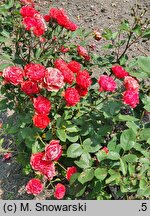 Rosa hort. Allotria