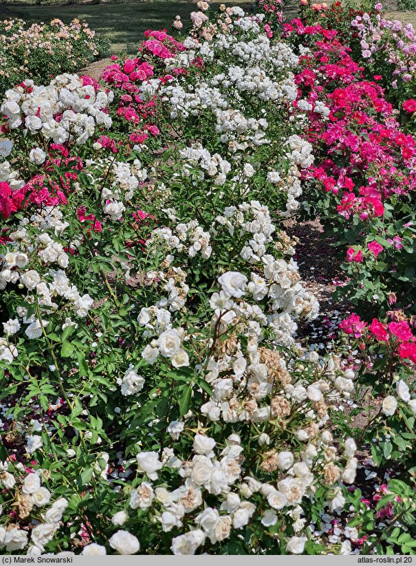 Rosa hort. Midsummersnow