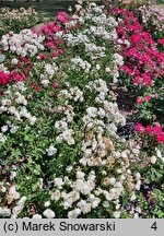 Rosa hort. Midsummersnow