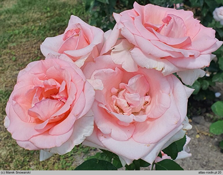 Rosa multiflora Versailles