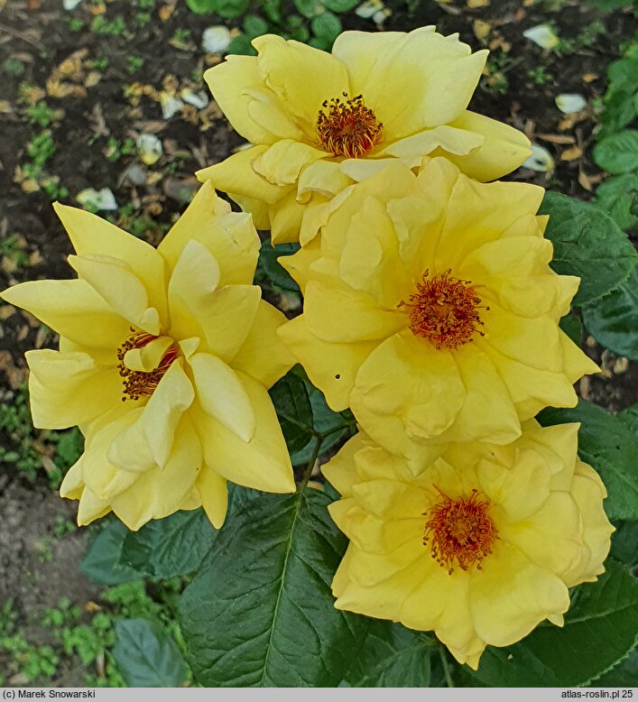 Rosa multiflora Arthur Bell