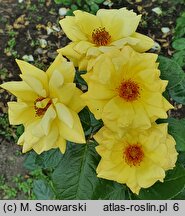 Rosa multiflora Arthur Bell