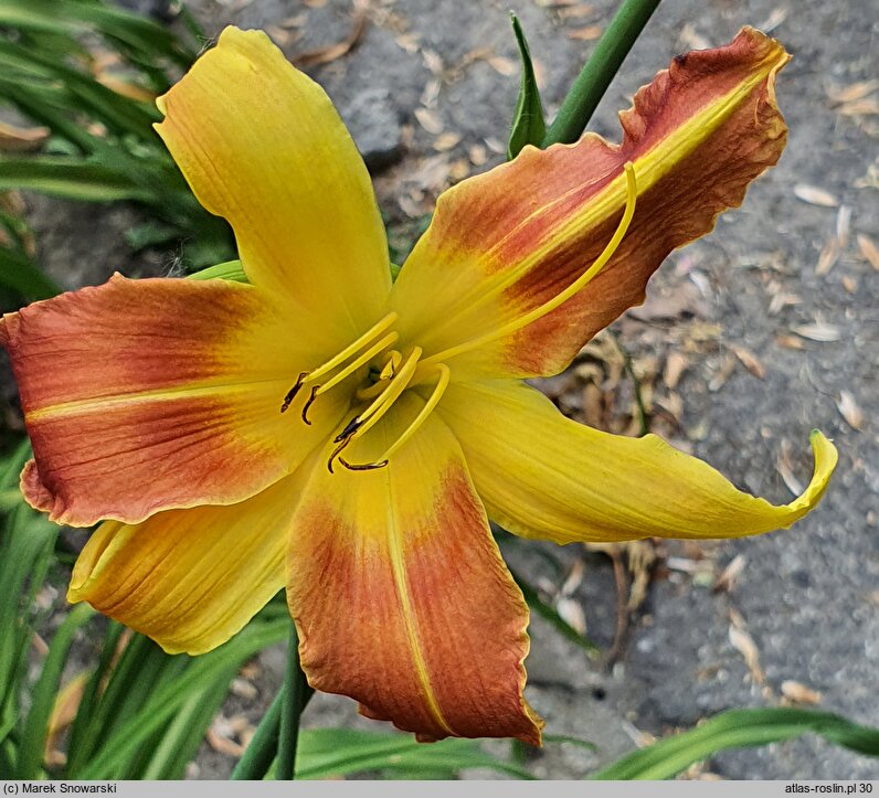 Hemerocallis ×hybrida Athlone