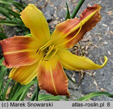 Hemerocallis ×hybrida Athlone