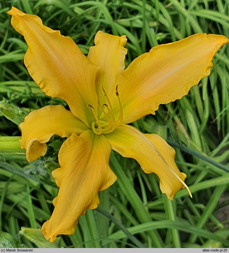 Hemerocallis ×hybrida Fairy Wings