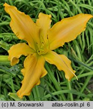 Hemerocallis ×hybrida Fairy Wings