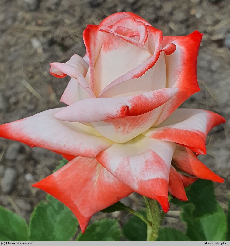 Rosa multiflora Imperatrice Farsh