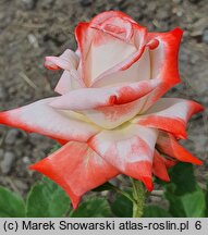 Rosa multiflora Imperatrice Farsh