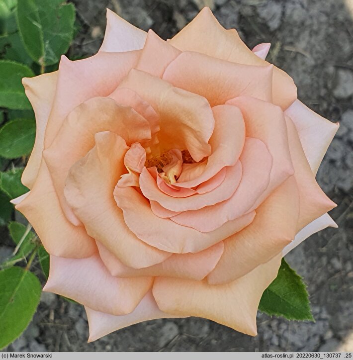 Rosa hort. Malaga