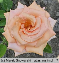 Rosa hort. Malaga