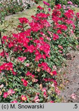 Rosa hort. Alleluia