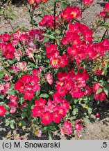 Rosa hort. Alleluia