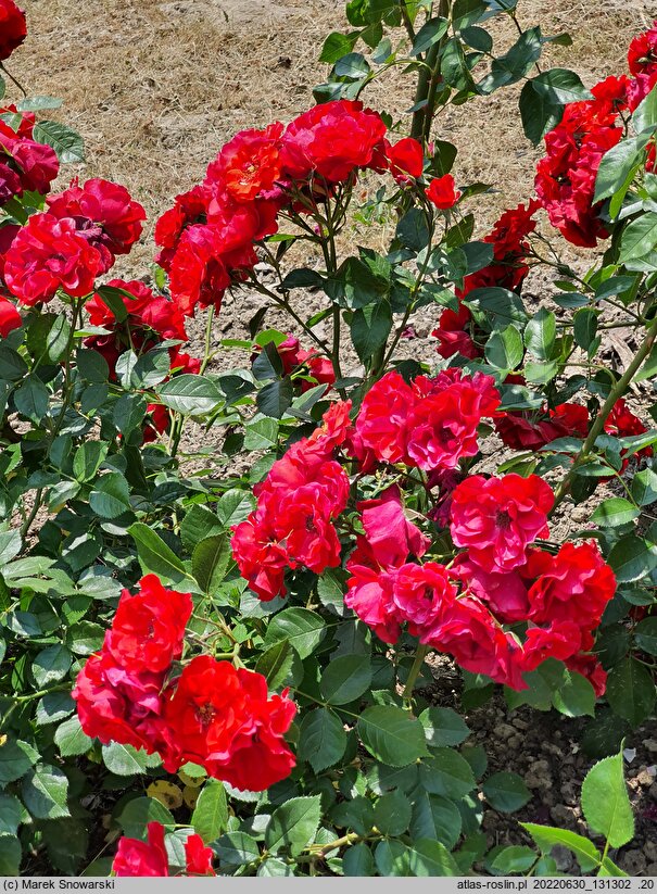 Rosa hort. Alleluia