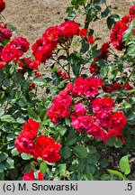 Rosa hort. Alleluia