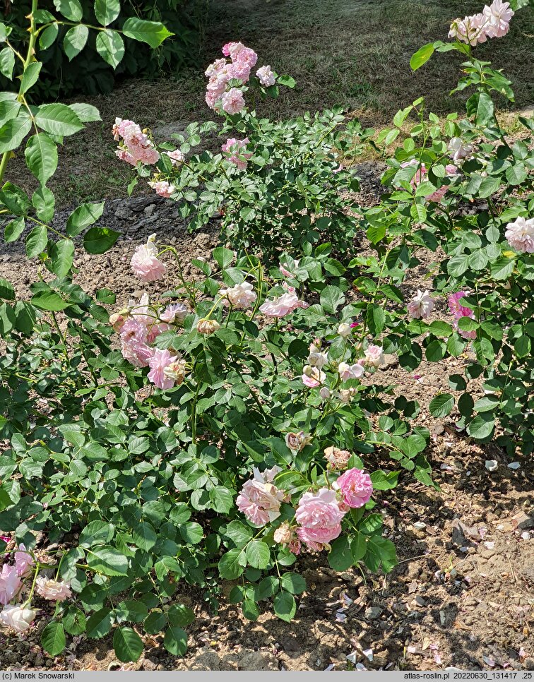 Rosa hort. Lavender Lassie