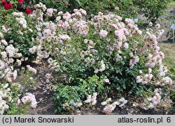 Rosa hort. Bonica 82