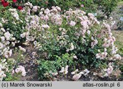 Rosa Bonica 82