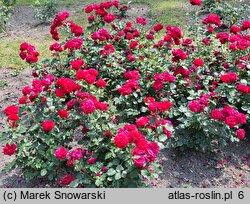 Rosa hort. Rubella