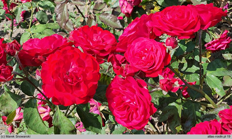 Rosa hort. Rubella