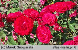 Rosa hort. Rubella