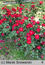 Rosa arvensis Parkdirektor Riggers