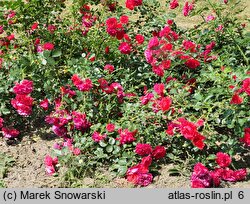 Rosa hort. Merkury 2000
