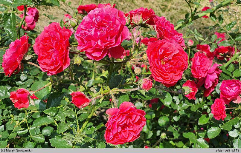 Rosa hort. Merkury 2000