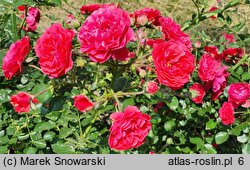 Rosa hort. Merkury 2000