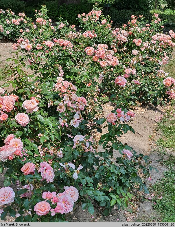Rosa hort. Marie-Curie