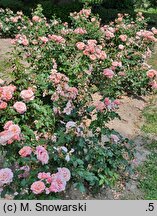 Rosa hort. Marie-Curie
