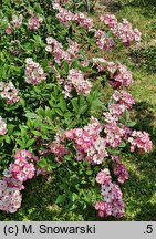 Rosa hort. Mozart