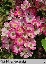 Rosa hort. Mozart