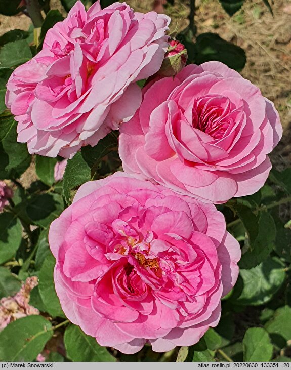 Rosa hort. Sparieshoop